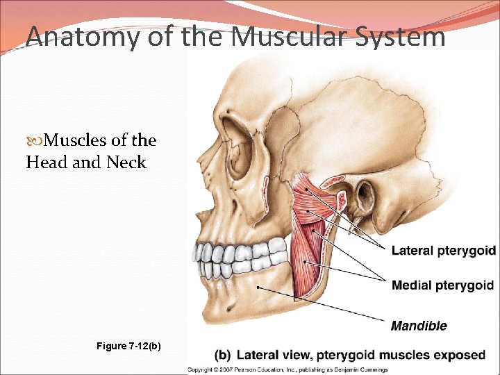 Anatomy of the Muscular System Muscles of the Head and Neck Figure 7 -12(b)