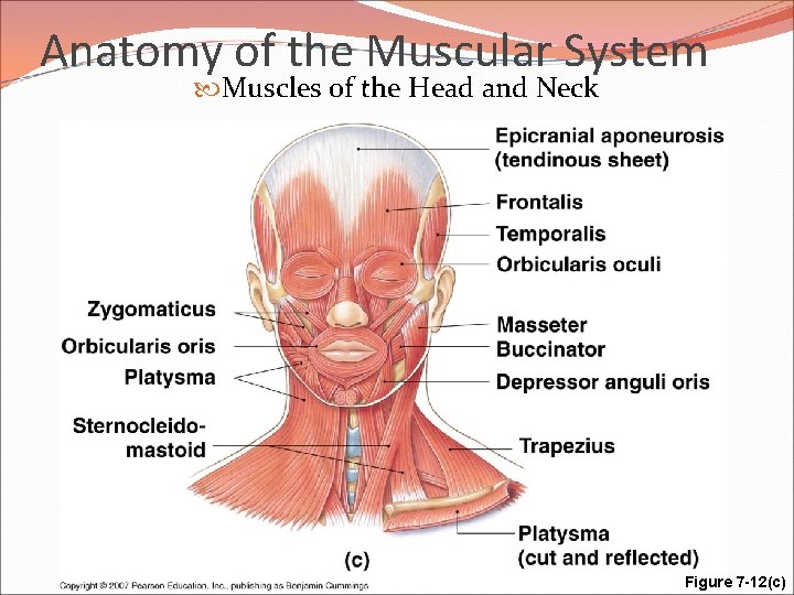 Anatomy of the Muscular System Muscles of the Head and Neck Figure 7 -12(c)