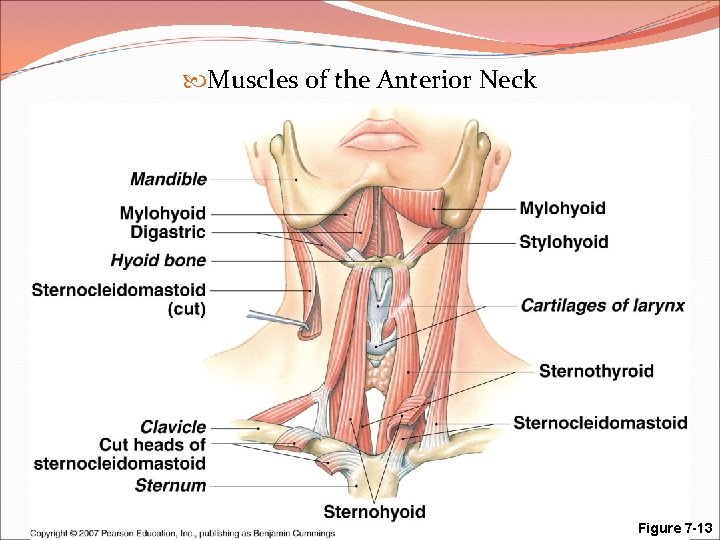  Muscles of the Anterior Neck Anatomy of the Muscular System Figure 7 -13