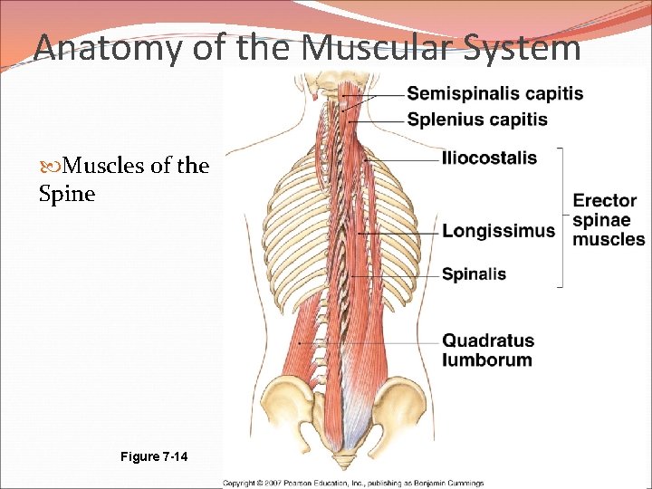 Anatomy of the Muscular System Muscles of the Spine Figure 7 -14 