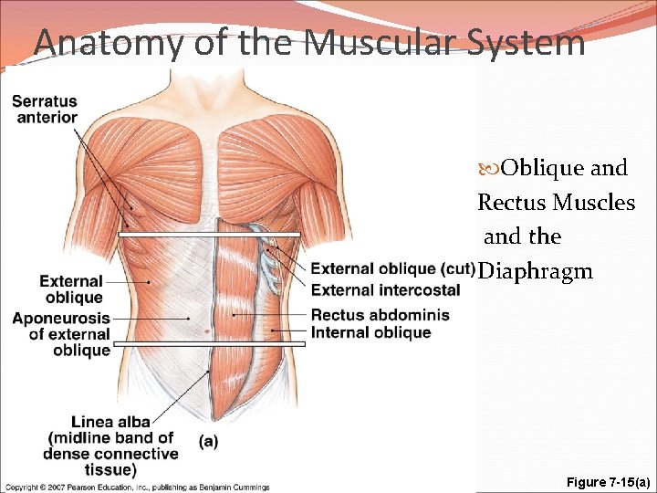 Anatomy of the Muscular System Oblique and Rectus Muscles and the Diaphragm Figure 7