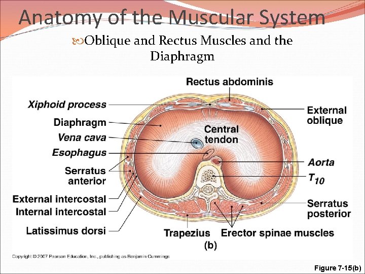 Anatomy of the Muscular System Oblique and Rectus Muscles and the Diaphragm Figure 7