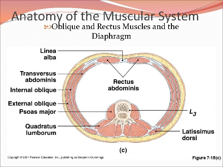 Anatomy of the Muscular System Oblique and Rectus Muscles and the Diaphragm Figure 7