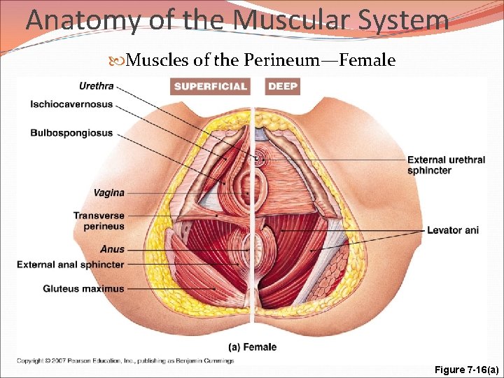 Anatomy of the Muscular System Muscles of the Perineum—Female Figure 7 -16(a) 