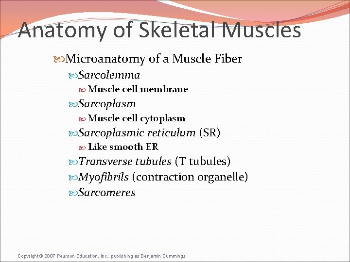 Anatomy of Skeletal Muscles Microanatomy of a Muscle Fiber Sarcolemma Muscle cell membrane Sarcoplasm