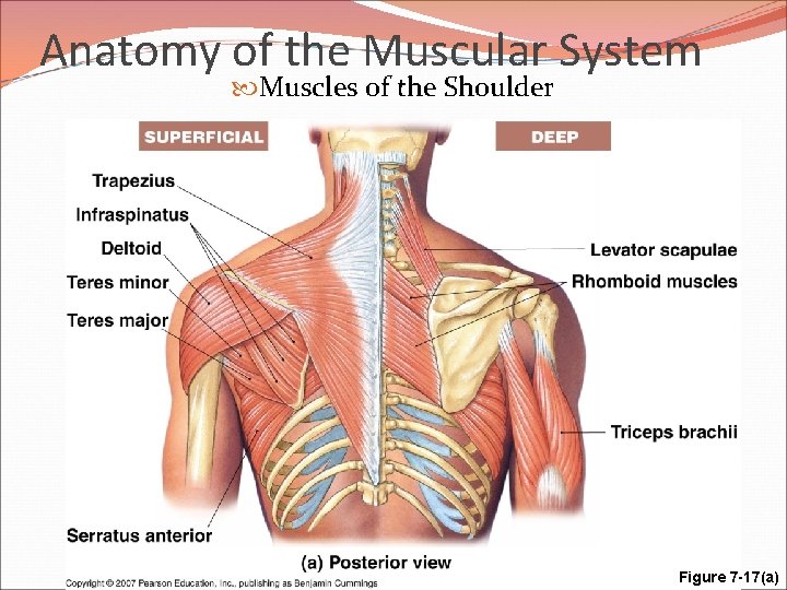 Anatomy of the Muscular System Muscles of the Shoulder Figure 7 -17(a) 