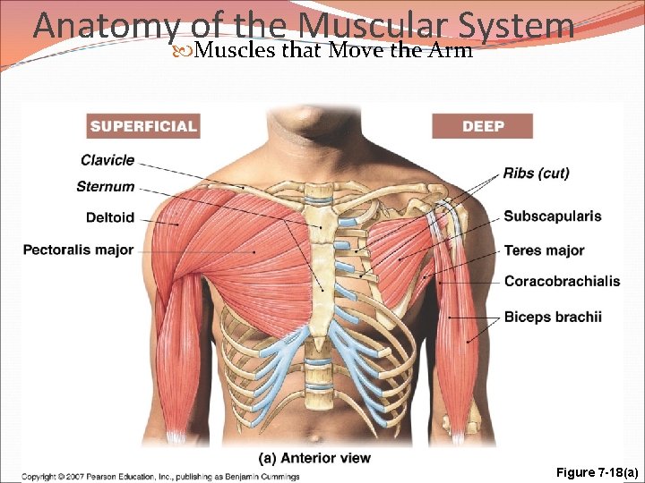 Anatomy of the Muscular System Muscles that Move the Arm Figure 7 -18(a) 