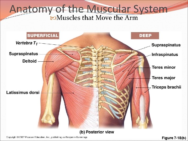 Anatomy of the Muscular System Muscles that Move the Arm Figure 7 -18(b) 