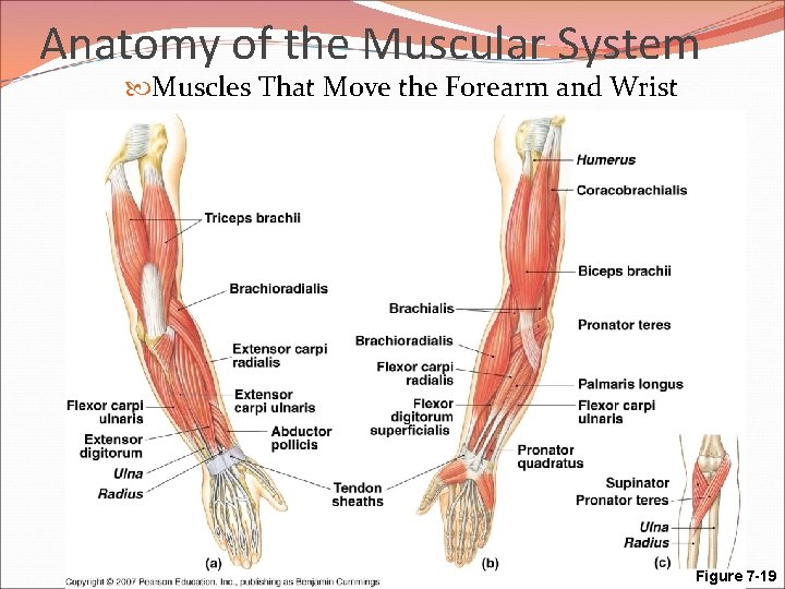 Anatomy of the Muscular System Muscles That Move the Forearm and Wrist Figure 7
