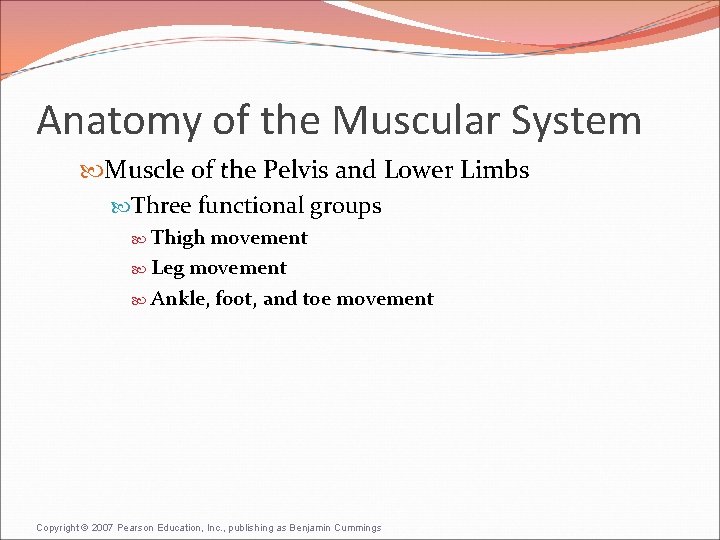 Anatomy of the Muscular System Muscle of the Pelvis and Lower Limbs Three functional