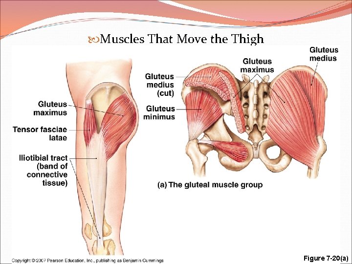  Muscles That Move the Thigh Anatomy of the Muscular System Figure 7 -20(a)