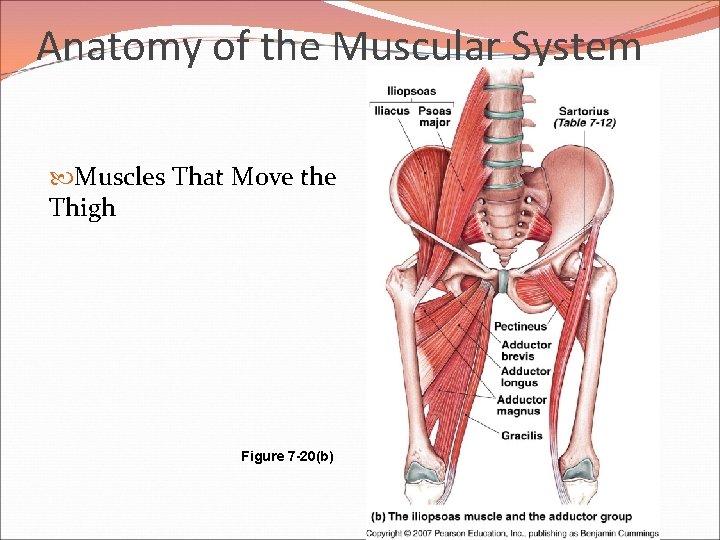 Anatomy of the Muscular System Muscles That Move the Thigh Figure 7 -20(b) 