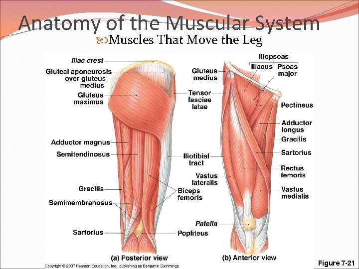 Anatomy of the Muscular System Muscles That Move the Leg Figure 7 -21 