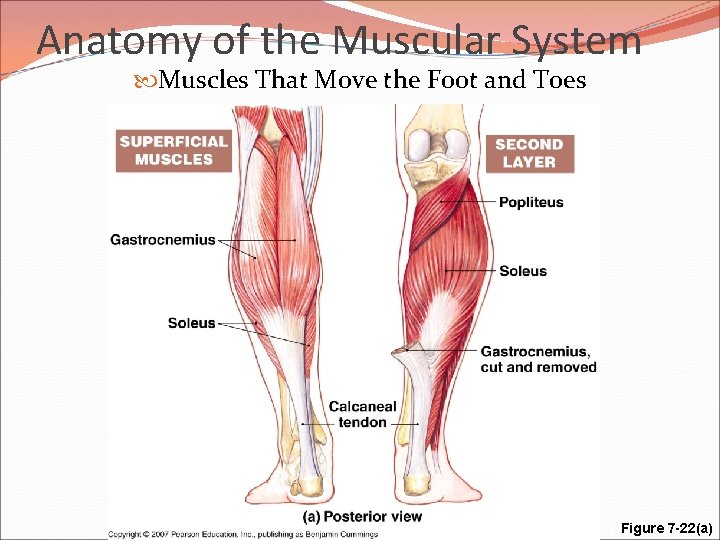 Anatomy of the Muscular System Muscles That Move the Foot and Toes Figure 7