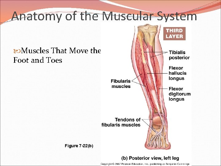 Anatomy of the Muscular System Muscles That Move the Foot and Toes Figure 7