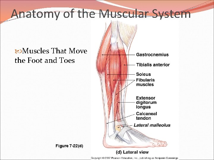 Anatomy of the Muscular System Muscles That Move the Foot and Toes Figure 7