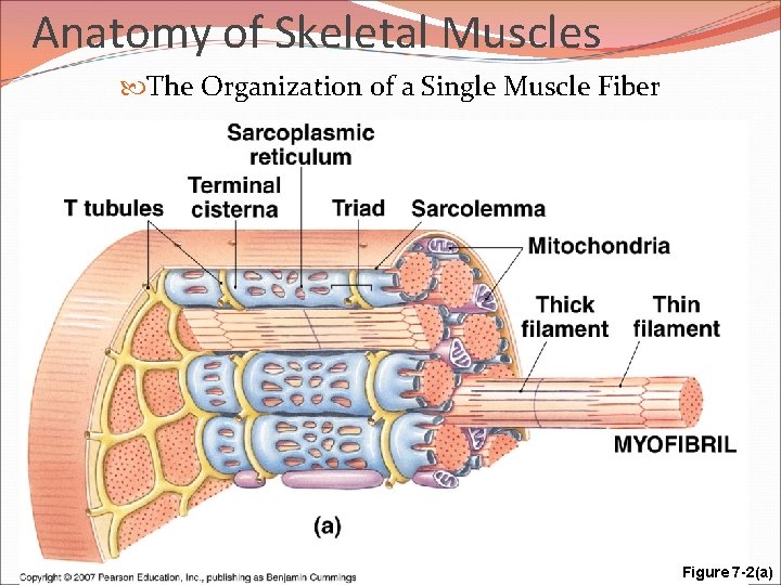 Anatomy of Skeletal Muscles The Organization of a Single Muscle Fiber Figure 7 -2(a)