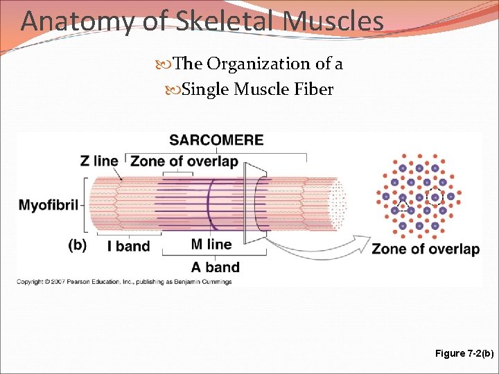 Anatomy of Skeletal Muscles The Organization of a Single Muscle Fiber Figure 7 -2(b)