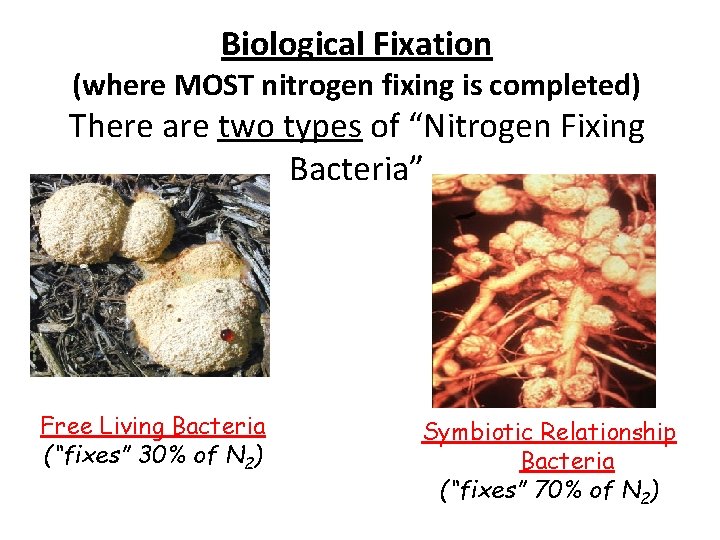 Biological Fixation (where MOST nitrogen fixing is completed) There are two types of “Nitrogen