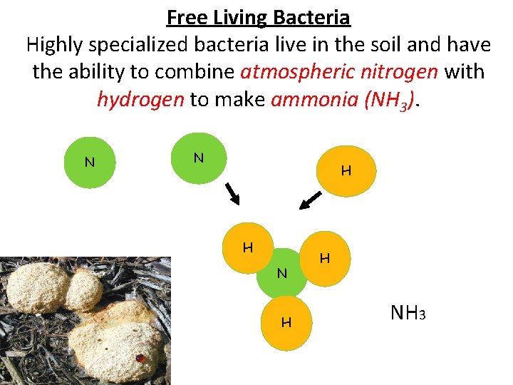 Free Living Bacteria Highly specialized bacteria live in the soil and have the ability