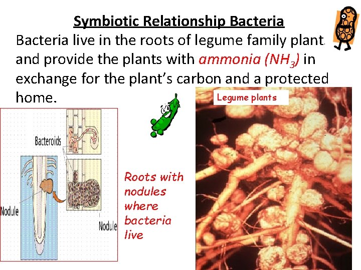 Symbiotic Relationship Bacteria live in the roots of legume family plants and provide the
