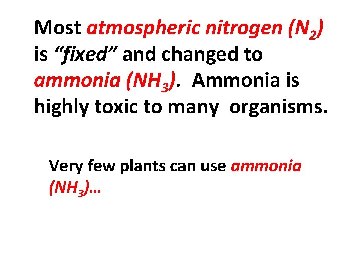 Most atmospheric nitrogen (N 2) is “fixed” and changed to ammonia (NH 3). Ammonia