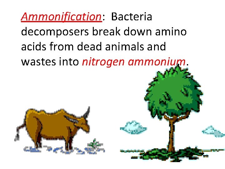 Ammonification: Bacteria decomposers break down amino acids from dead animals and wastes into nitrogen
