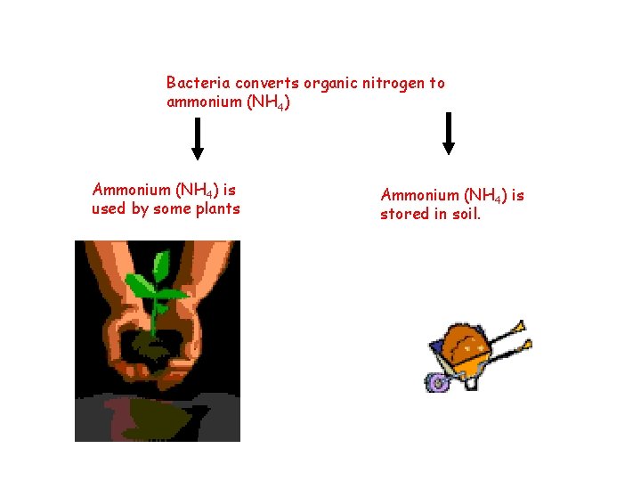 Bacteria converts organic nitrogen to ammonium (NH 4) Ammonium (NH 4) is used by