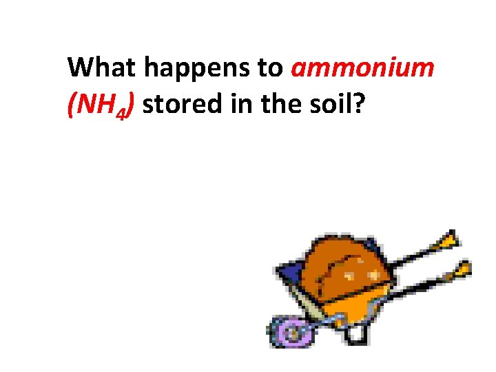 What happens to ammonium (NH 4) stored in the soil? 