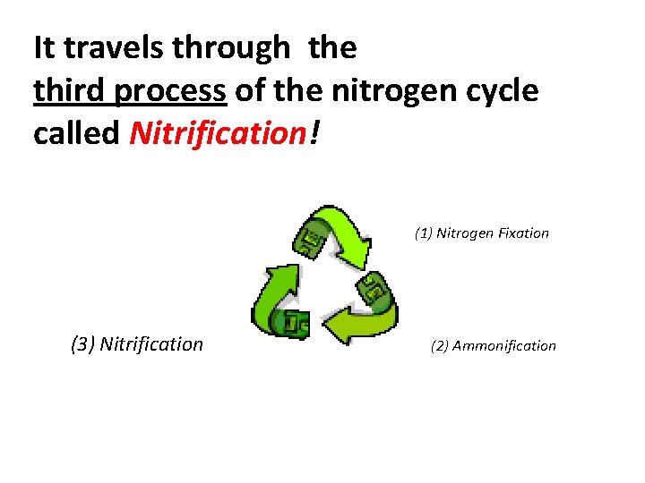 It travels through the third process of the nitrogen cycle called Nitrification! (1) Nitrogen