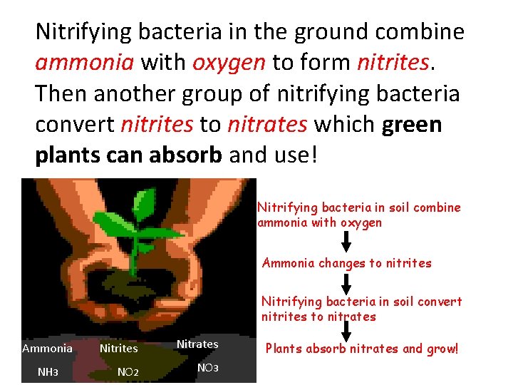 Nitrifying bacteria in the ground combine ammonia with oxygen to form nitrites. Then another