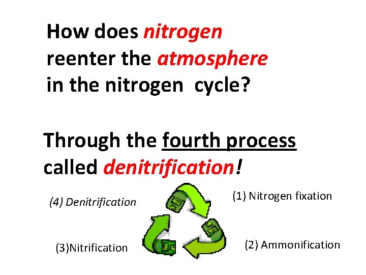 How does nitrogen reenter the atmosphere in the nitrogen cycle? Through the fourth process