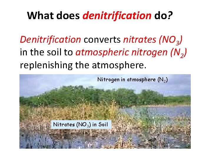 What does denitrification do? Denitrification converts nitrates (NO 3) in the soil to atmospheric