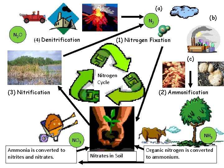 (a) (b) N 2 O (4) Denitrification (1) Nitrogen Fixation (c) Nitrogen Cycle (3)