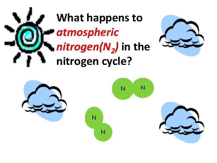 What happens to atmospheric nitrogen(N 2) in the nitrogen cycle? N N 