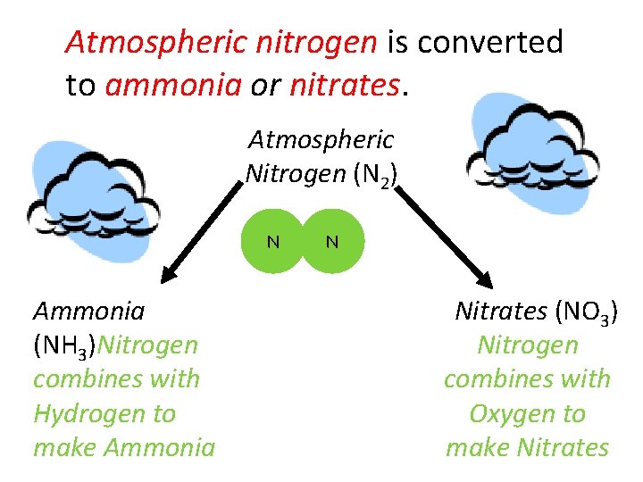 Atmospheric nitrogen is converted to ammonia or nitrates. Atmospheric Nitrogen (N 2) N N