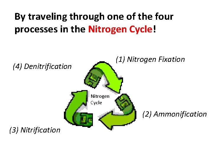 By traveling through one of the four processes in the Nitrogen Cycle! (1) Nitrogen