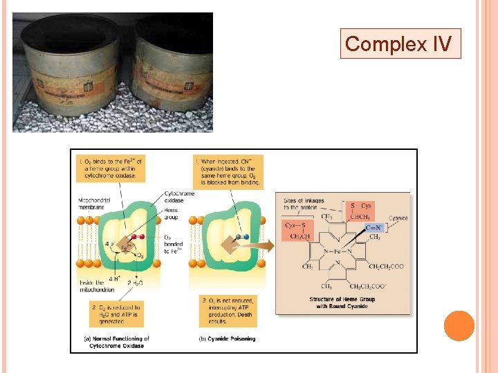 BC 368 Biochemistry of the Cell II Electron