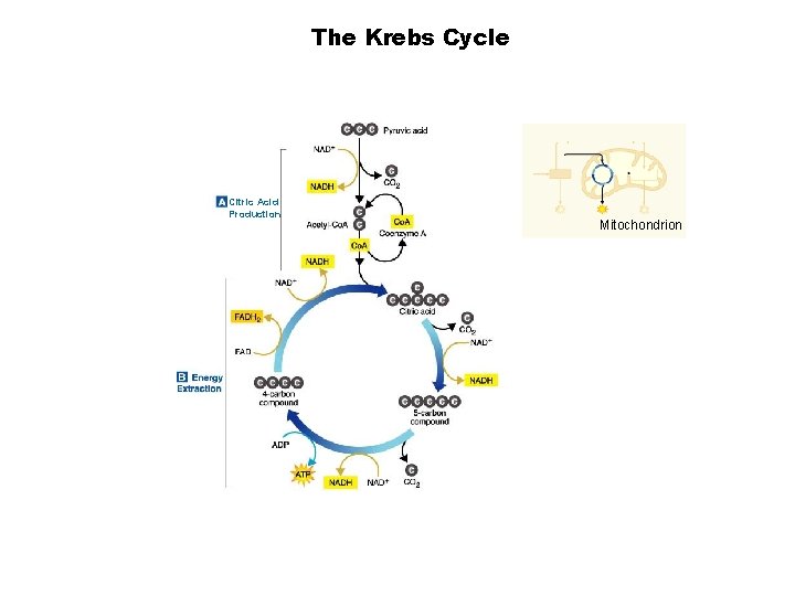 Figure 9– 6 The Krebs Cycle Section 9 -2 Citric Acid Production Mitochondrion 