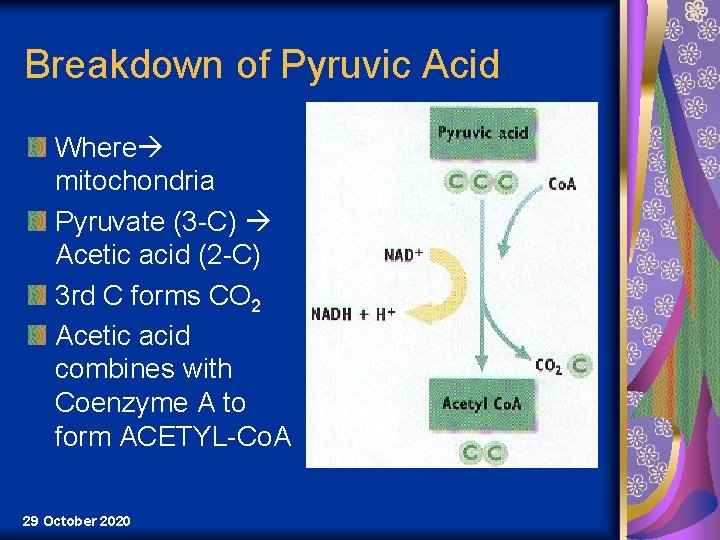 Breakdown of Pyruvic Acid Where mitochondria Pyruvate (3 -C) Acetic acid (2 -C) 3