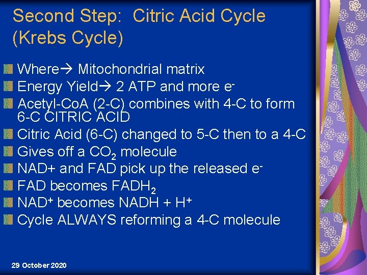 Second Step: Citric Acid Cycle (Krebs Cycle) Where Mitochondrial matrix Energy Yield 2 ATP