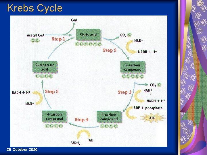 Krebs Cycle 29 October 2020 