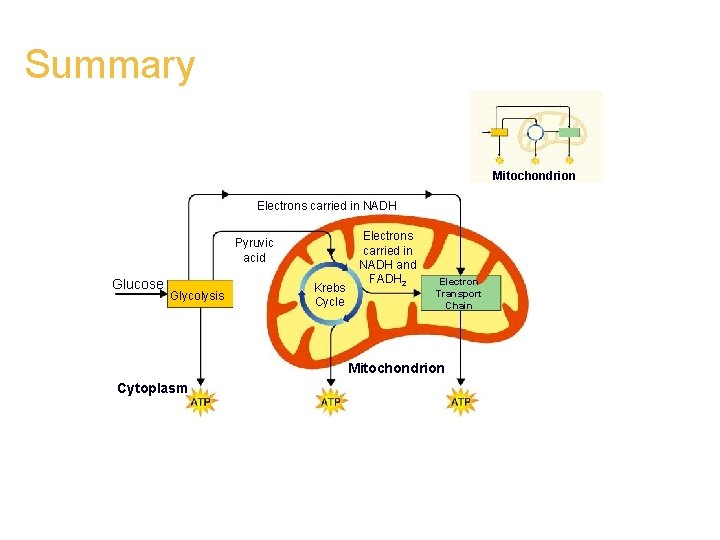 Summary Mitochondrion Electrons carried in NADH Pyruvic acid Glucose Glycolysis Krebs Cycle Electrons carried