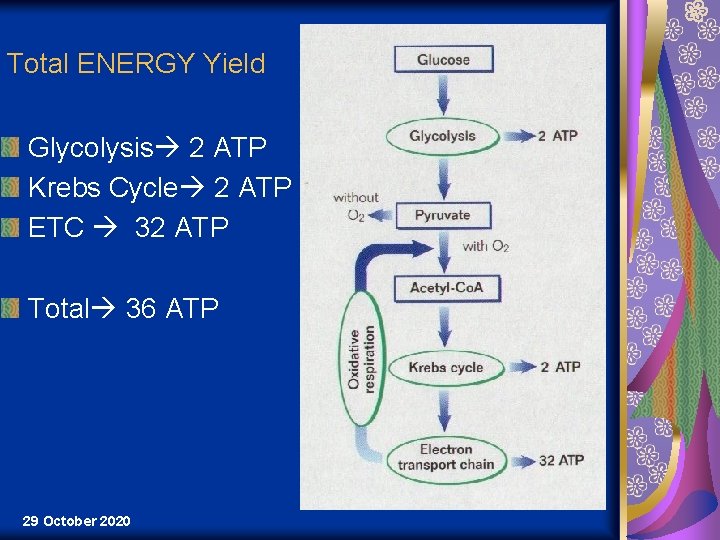 Total ENERGY Yield Glycolysis 2 ATP Krebs Cycle 2 ATP ETC 32 ATP Total