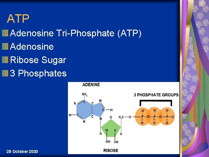 ATP Adenosine Tri-Phosphate (ATP) Adenosine Ribose Sugar 3 Phosphates 29 October 2020 