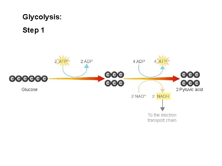 Glycolysis: Figure 9– 3 Glycolysis Step 1 Glucose 2 Pyruvic acid To the electron