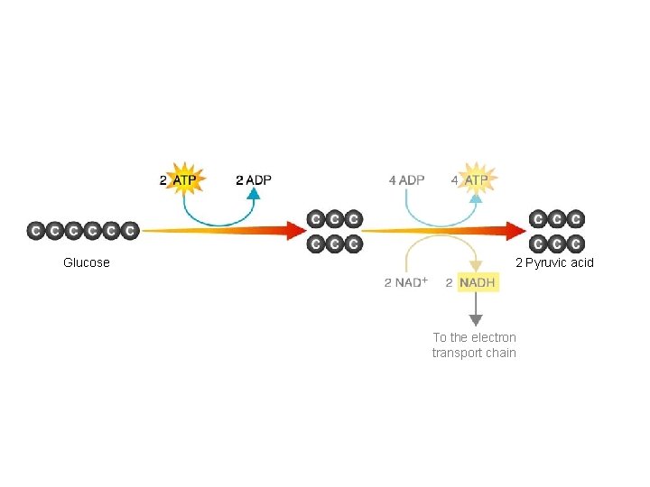 Figure 9– 3 Glycolysis Section 9 -1 Glucose 2 Pyruvic acid To the electron