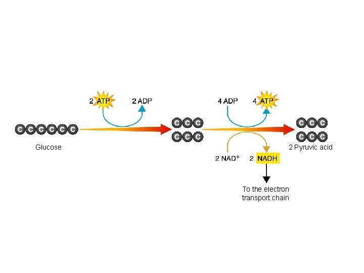 Figure 9– 3 Glycolysis Section 9 -1 Glucose 2 Pyruvic acid To the electron