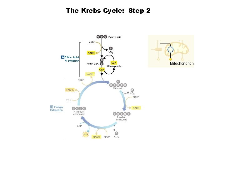 The Krebs Cycle: Step 2 Section 9 -2 Citric Acid Production Mitochondrion 