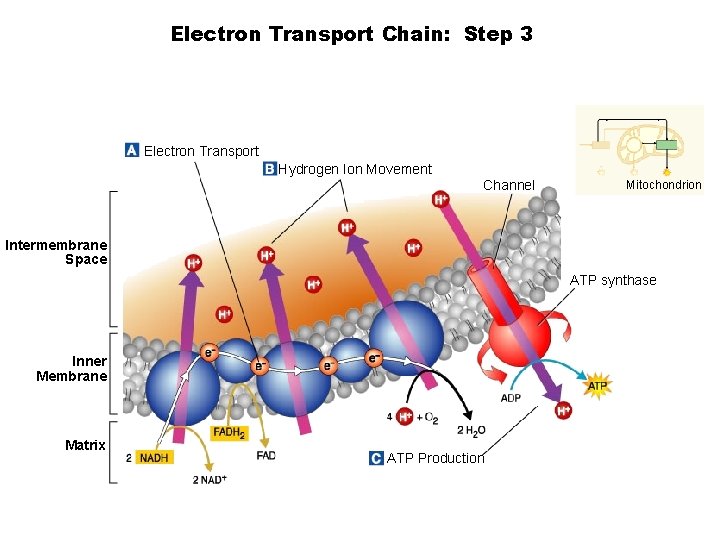  Electron Transport Chain: Step 3 Section 9 -2 Electron Transport Hydrogen Ion Movement